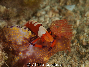 periclimenes imperator on the ceratosoma by Afflitti Gianluca 